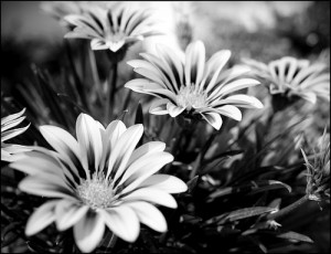 fotos-flores-blanco-y-negro-jardin